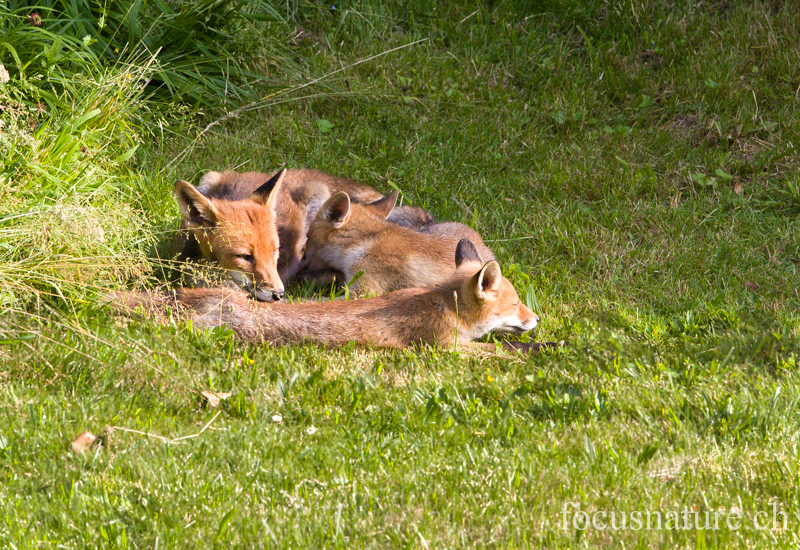 Renard 6018.jpg - Renardeaux roux avec leur mère, Vulpes vulpes (Ermitage, Genève, Suisse, juin 2013). Elle a eu 5 petits cette année.